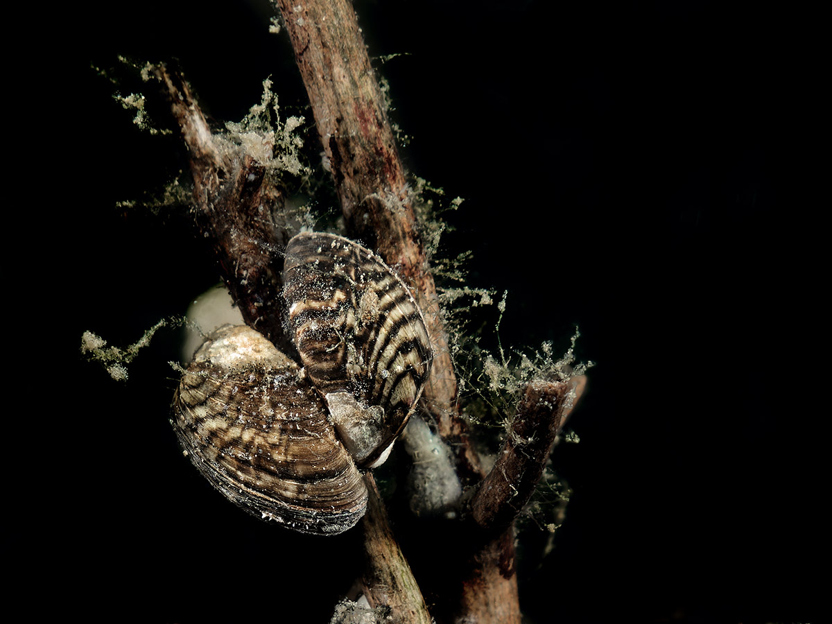 Die Wandermuschel, auch Zebramuschel genannt, ist eine eingeschleppte Art, die man an ihrem zebraartigen Muster gut identifizieren kann.