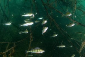 Flußbarsche ©Stefan An einer schönen Stelle mit überhängenden Ästen versammelten sich zahlreiche kleinre Flußbarsche. ©Stefan