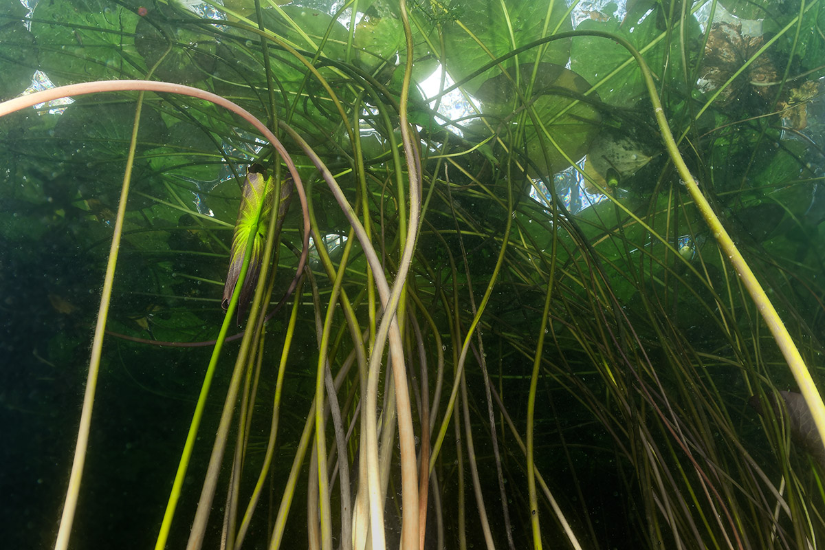 Seerosen die im Sonnenlicht vermutlich schöner ausgesehen hätten.