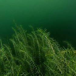 Impressionen Widdauen 2 (zweiter Teil)