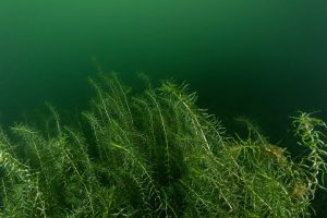 Wasserpest Widdauen 2 ©Stefan